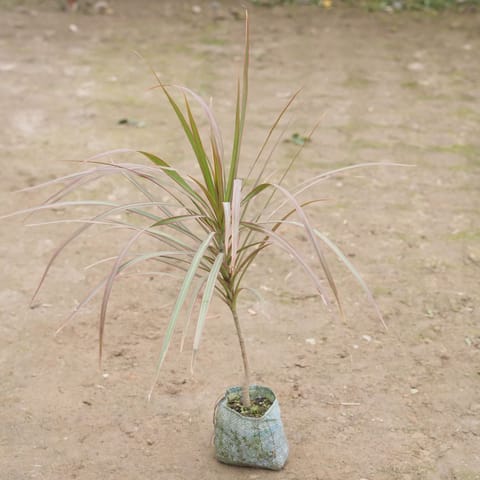 Dracaena Colorama / Marginata Red in 4 Inch Nursery Bag