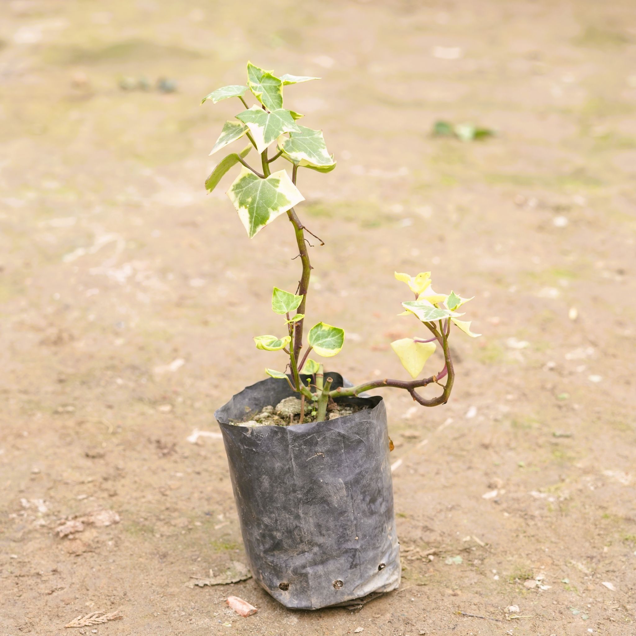 English Ivy Succulent in 3 Inch Nursery Bag