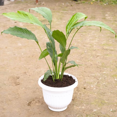 Peace Lily in 8 Inch White Olive Plastic Pot