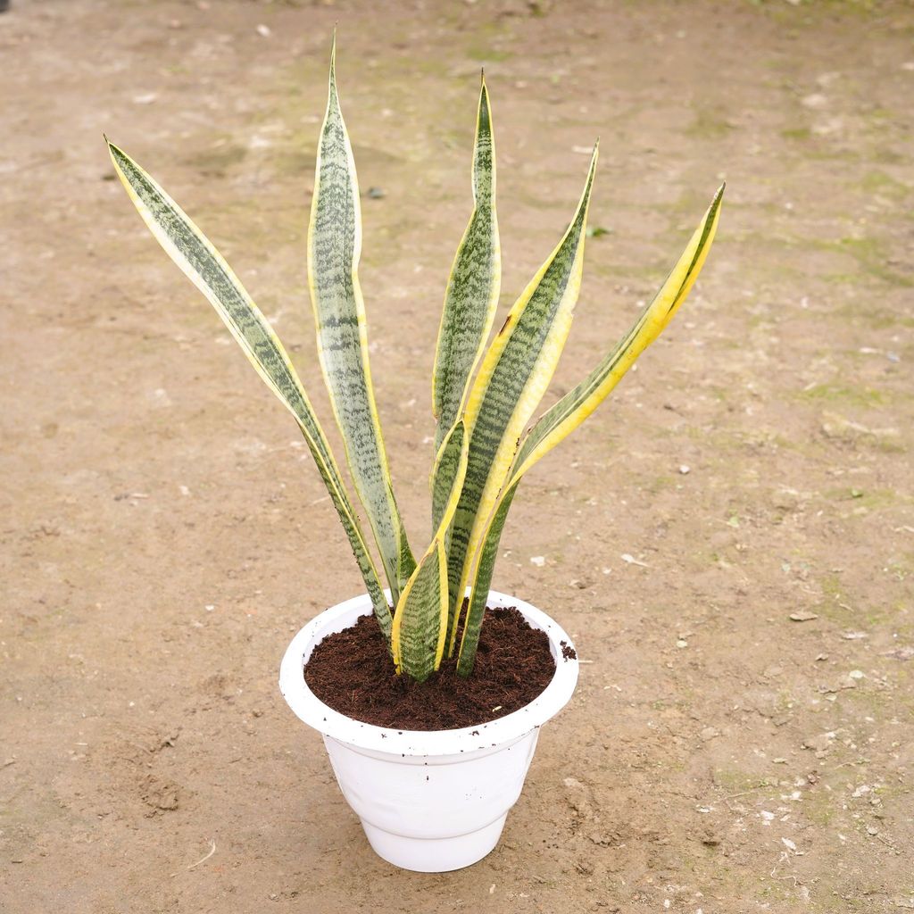 Snake Golden Long in 10 Inch Classy White Plastic Pot