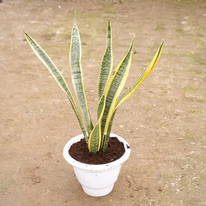Buy Snake Golden Long in 10 Inch Classy White Plastic Pot Online | Urvann.com