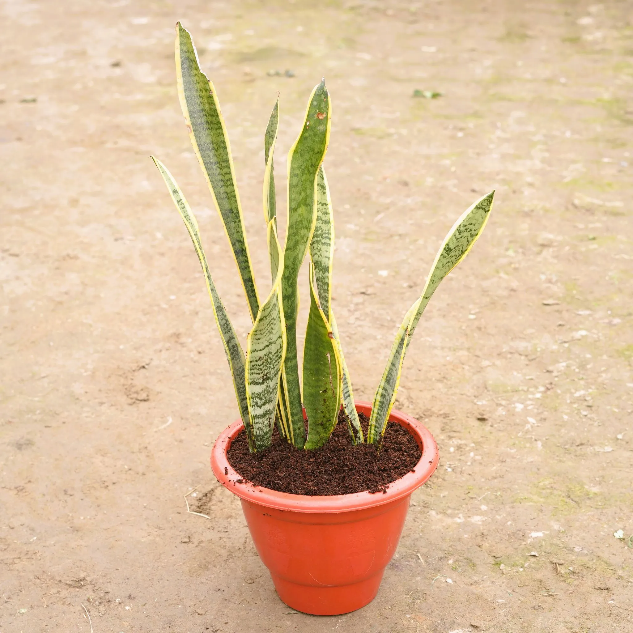 Snake Golden Long in 10 Inch Classy Red Plastic Pot