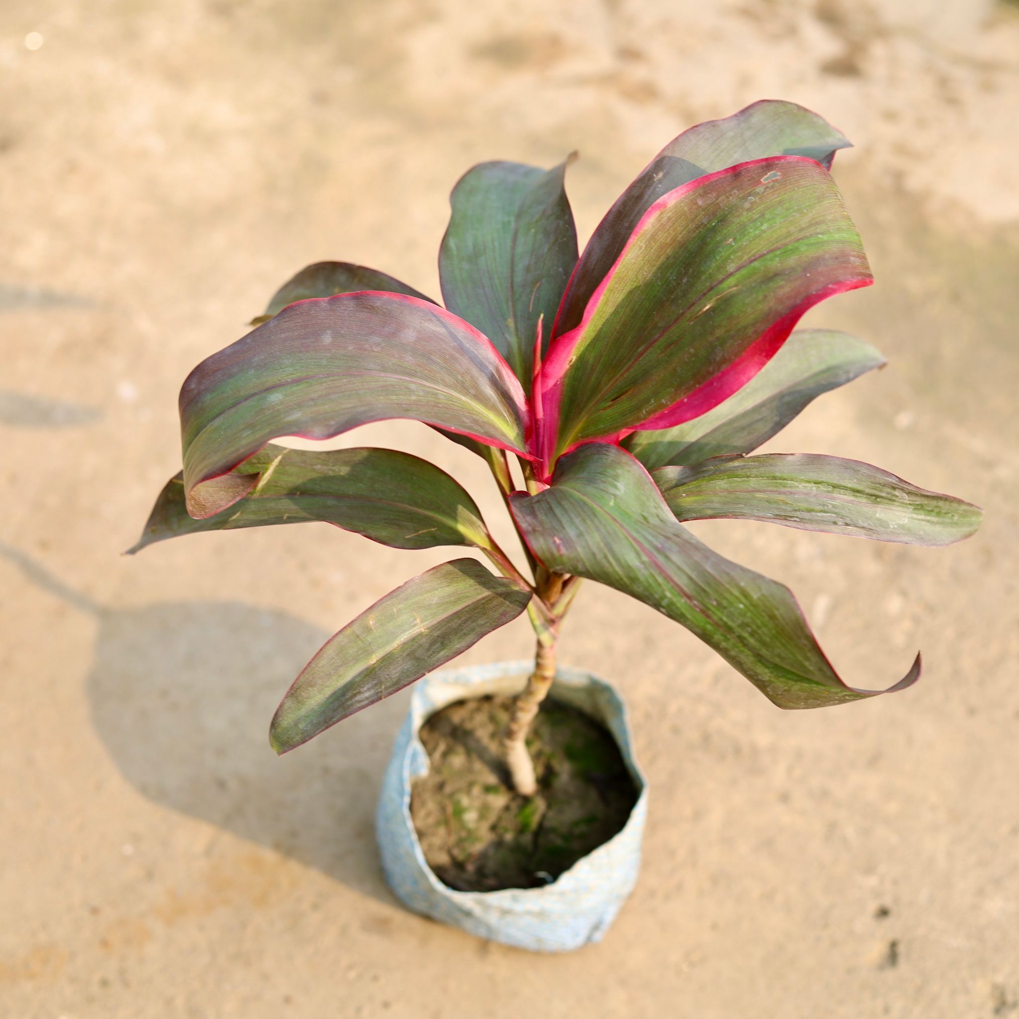 Dracaena Kedarnath in 4 Inch Nursery Bag