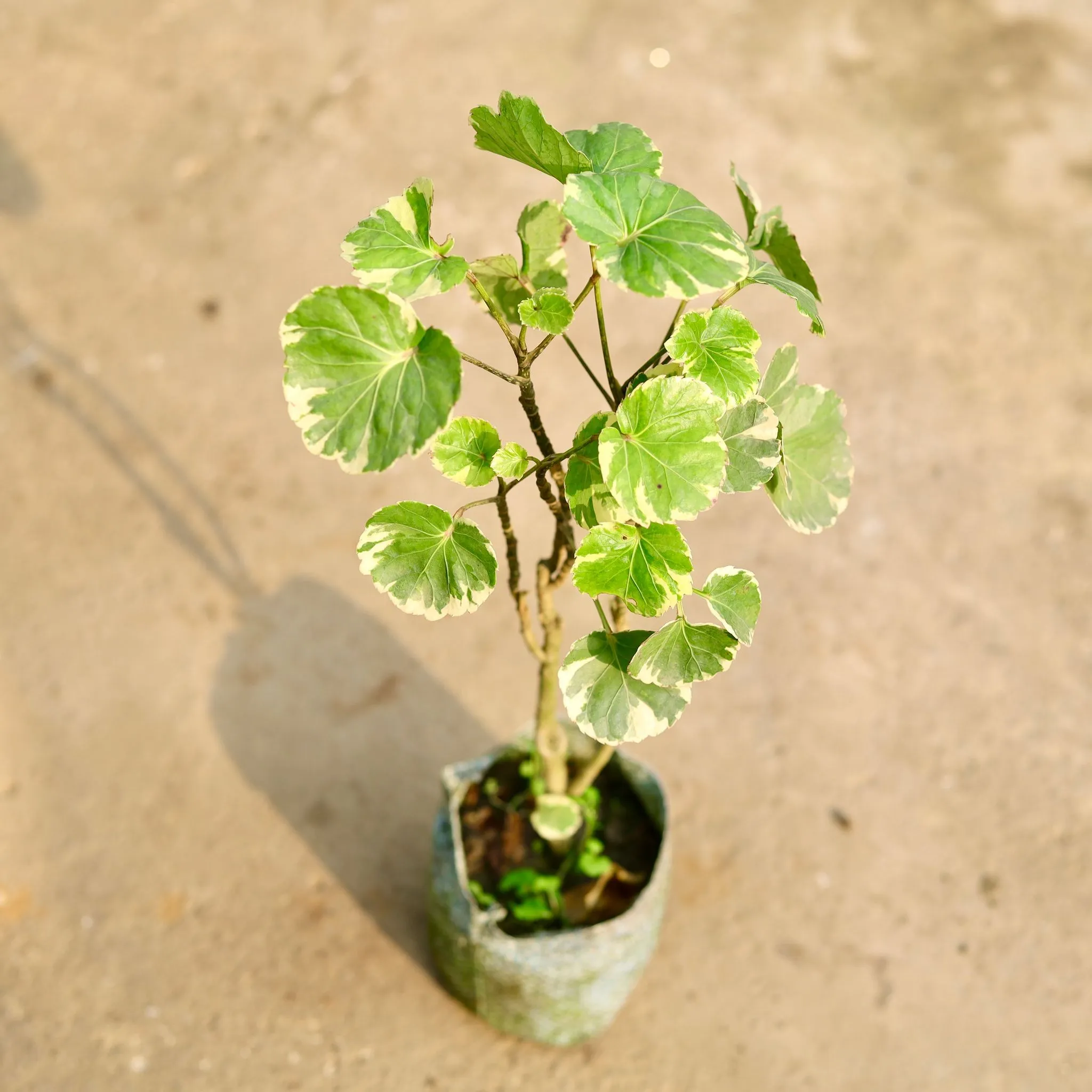 Aralia Dinner Plate in 4 Inch Nursery Bag