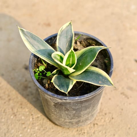 Snake Dwarf Yellow in 6 Inch Nursery Pot