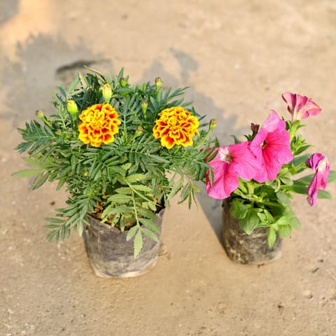 Set of 2 - Marigold Yellow & Petunia (any colour) in 4 Inch Nursery Bag