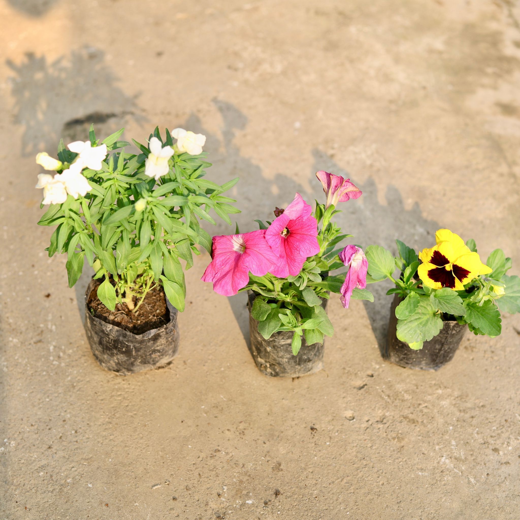 Set of 3- Petunia & Pansy & Dog Flower (any colour) in 4 Inch Nursery Bag