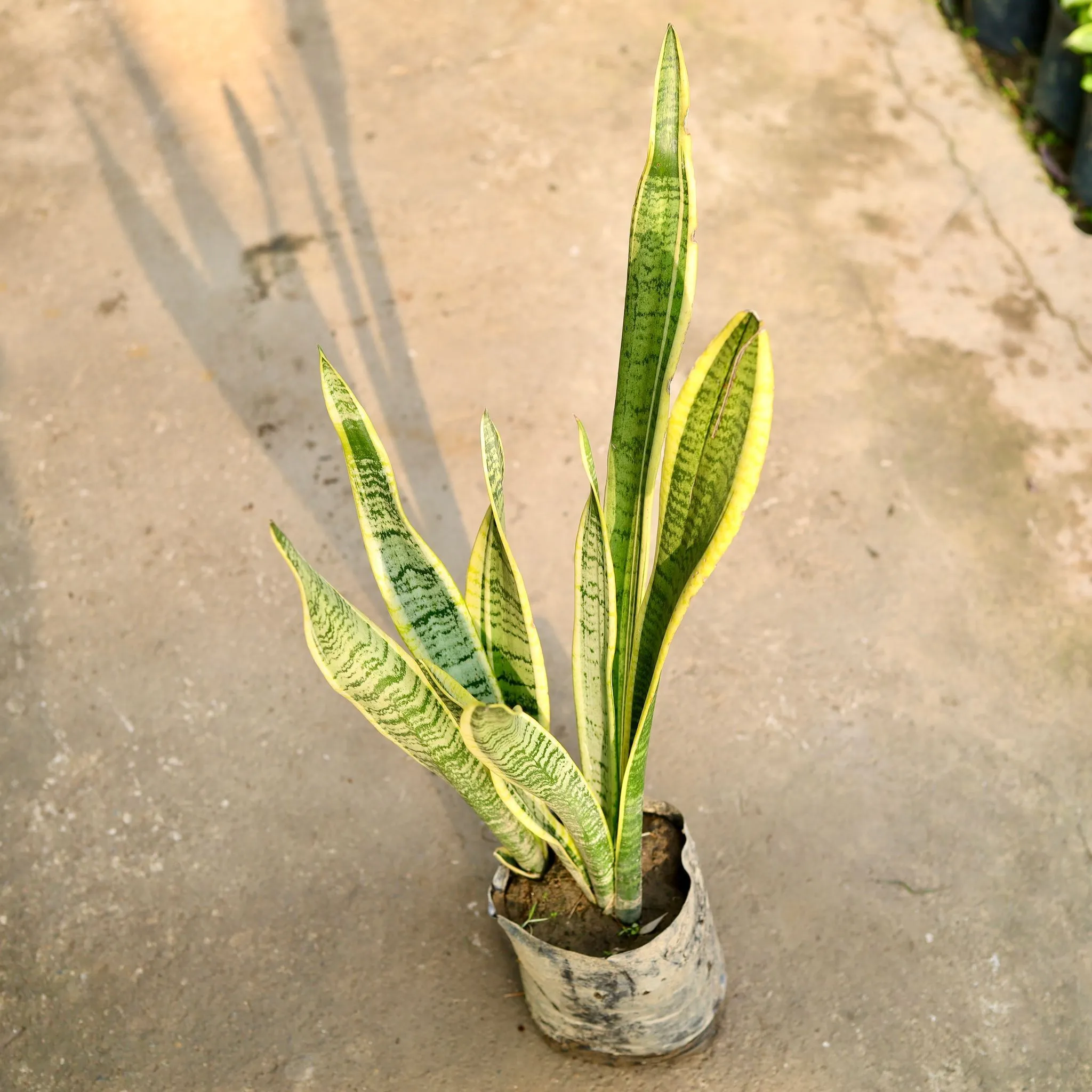 Snake Long Yellow in 6 Inch Nursery Bag