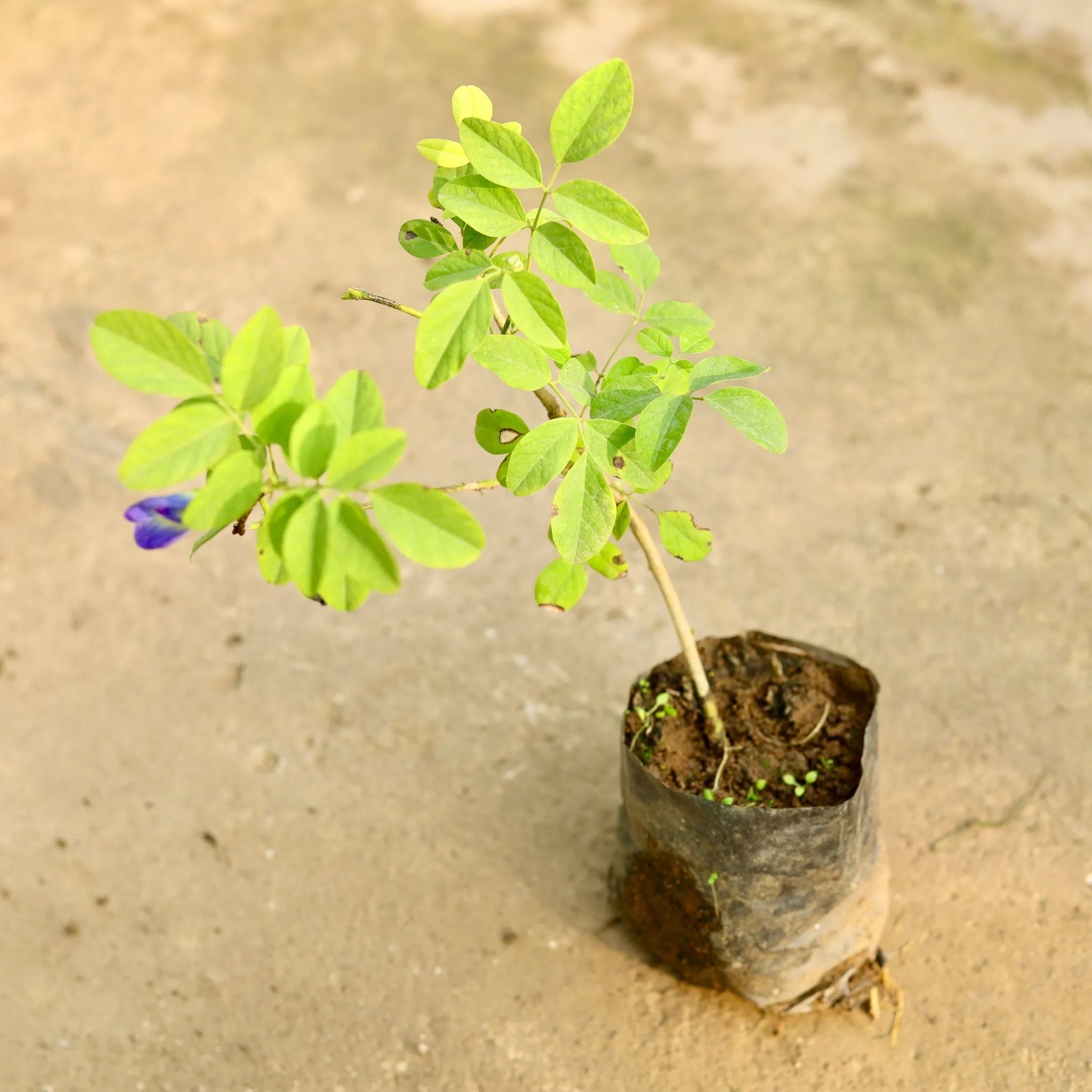 Aparajita / Asian Pigeonwings Blue in 3 Inch Nursery Bag
