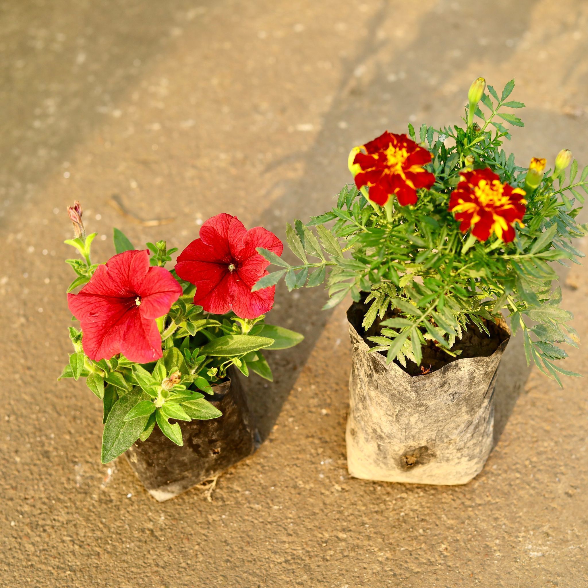 Set of 2 - Petunia & French Marigold (any colour) in 4 Inch Nursery Bag