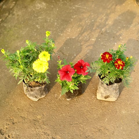 Set of 3 - Marigold / Genda French, Marigold Yellow & Petunia (any colour) in 4 Inch Nursery Bag