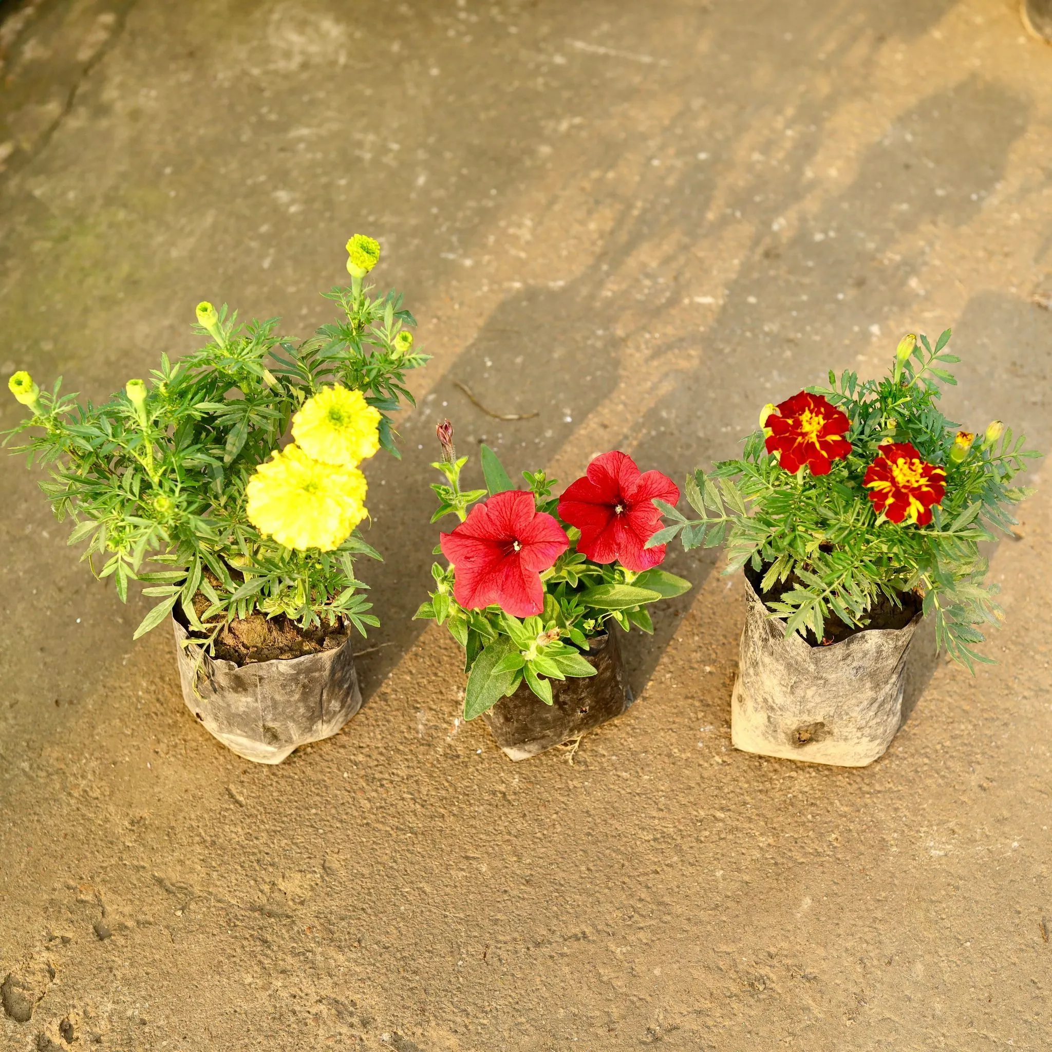 Set of 3 - Marigold / Genda French, Marigold Yellow & Petunia (any colour) in 4 Inch Nursery Bag