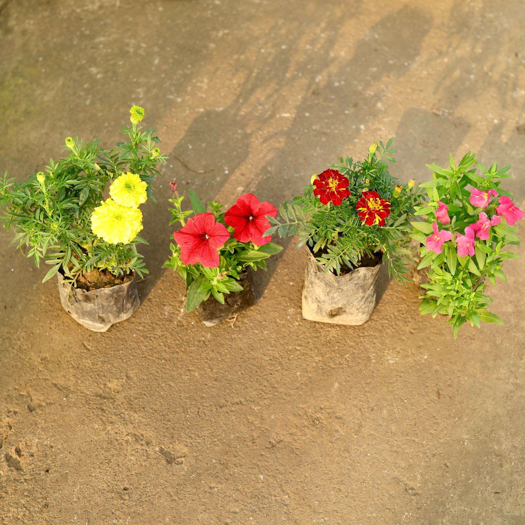 Set of 4 - Dog Flower / Snapdragon, Marigold / Genda French, Marigold Yellow & Petunia (any colour) in 4 Inch Nursery Bag