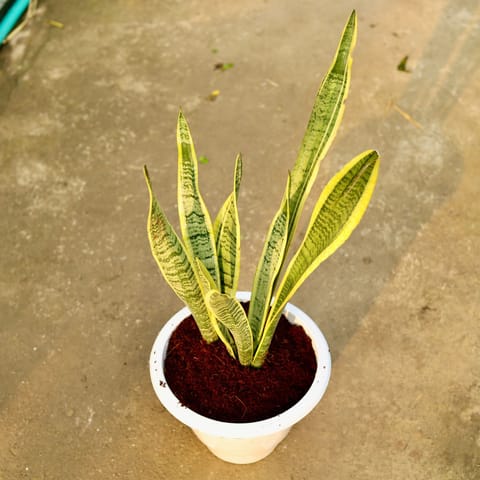 Snake Long Yellow in 10 Inch White Nursery Pot