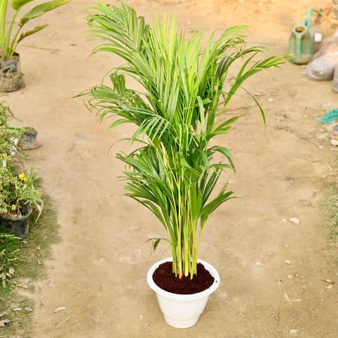 Areca Palm (~ 3 Ft) in 12 Inch White Nursery Pot