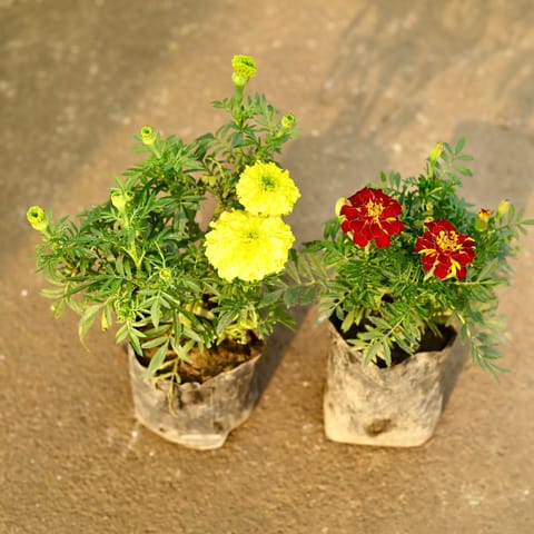 Set of 2 - Marigold Jafri & Yellow in 4 Inch Nursery Bag