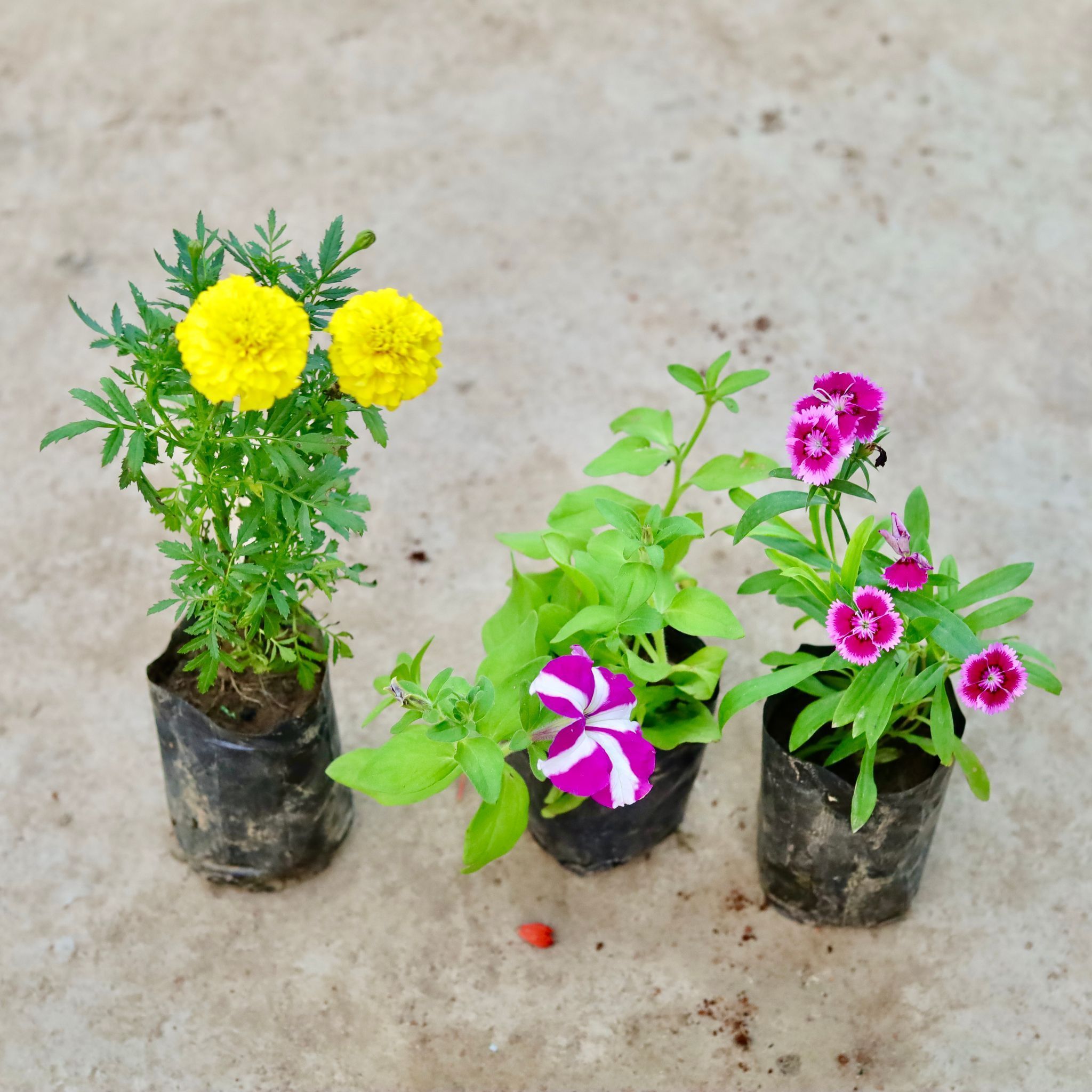 Set of 3 - Marigold, Petunia & Dianthus (any colour) in 4 Inch Nursery Bag