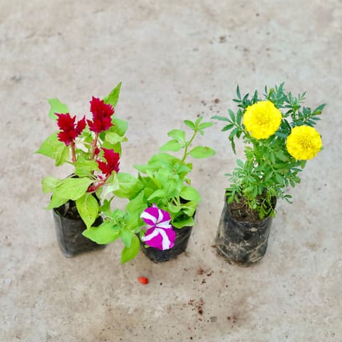 Set of 3 - Celosia, Petunia & Marigold / Genda (any colour) in 4 Inch Nursery Bag