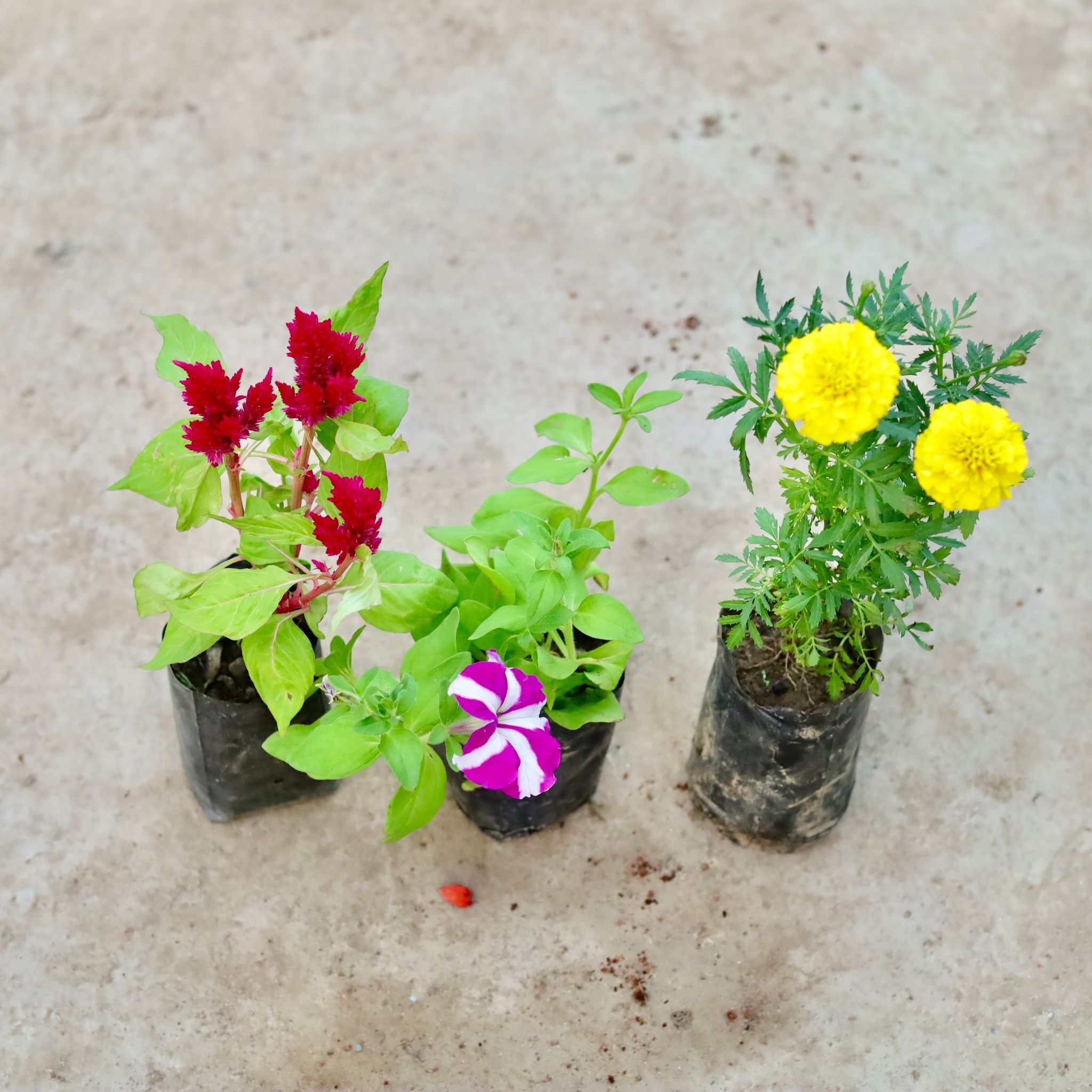Set of 3 - Celosia, Petunia & Marigold / Genda (any colour) in 4 Inch Nursery Bag