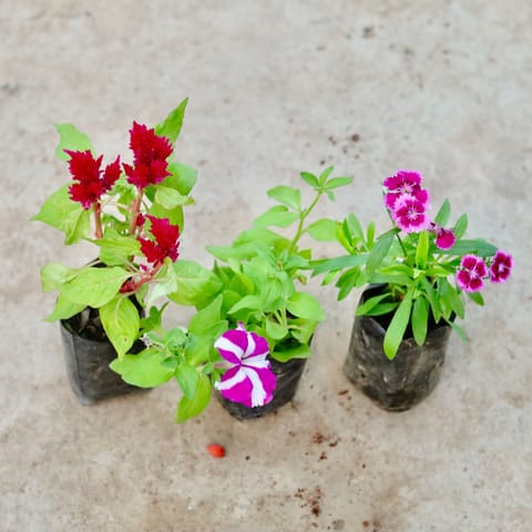 Set of 3 - Celosia, Petunia & Dianthus (any colour) in 4 Inch Nursery Bag