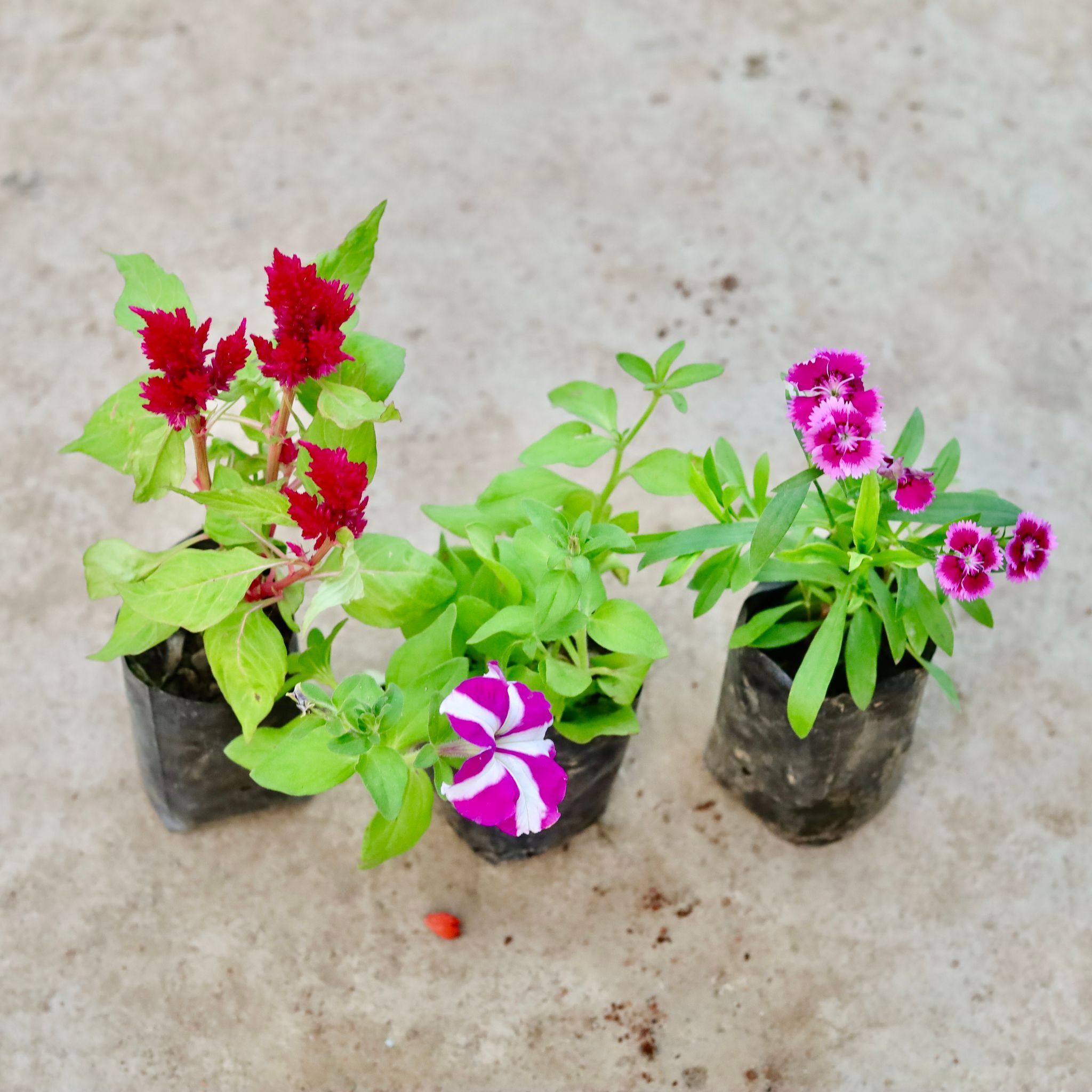 Set of 3 - Celosia, Petunia & Dianthus (any colour) in 4 Inch Nursery Bag