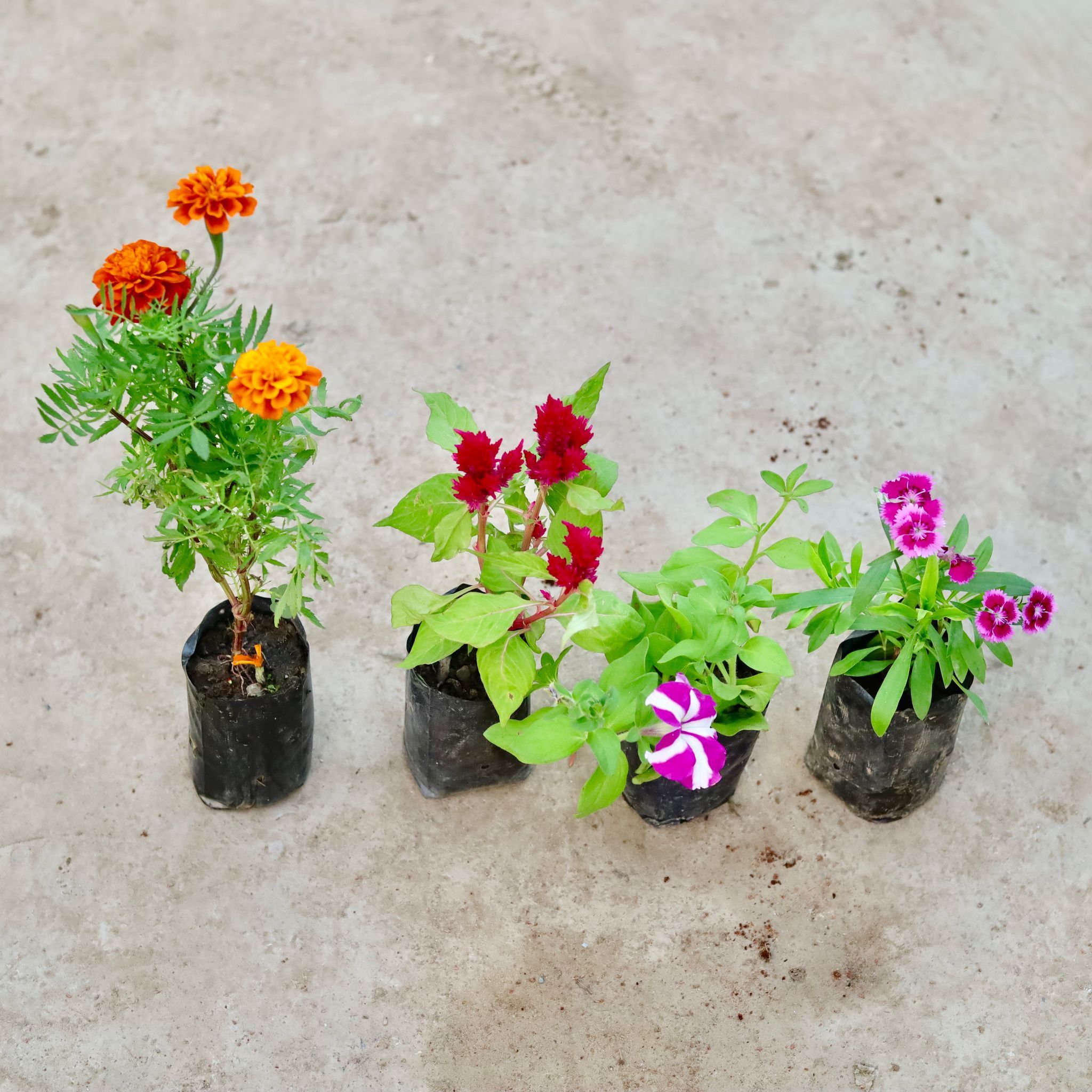 Set of 4 - Marigold, Celosia, Petunia & Dianthus (any colour) in 4 Inch Nursery Bag