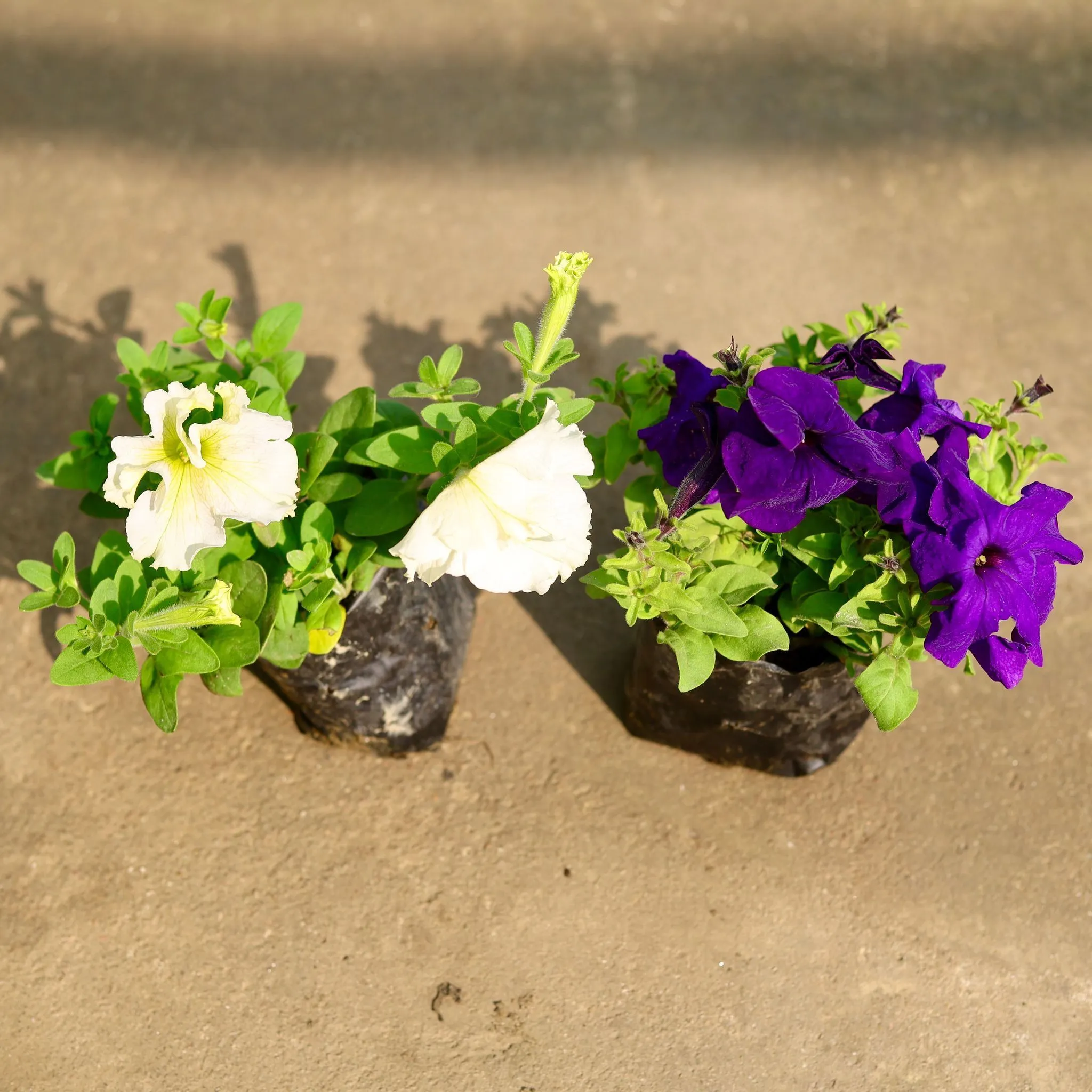Set of 2 - Petunia (any colour) in 4 Inch Nursery Bag