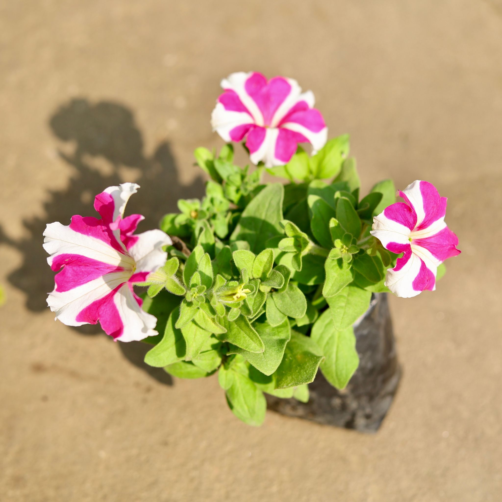 Petunia in 4 Inch Nursery Bag
