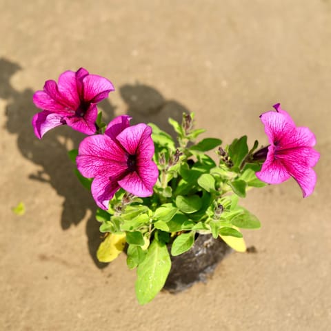 Petunia Any Colour) in 4 Inch Nursery Bag