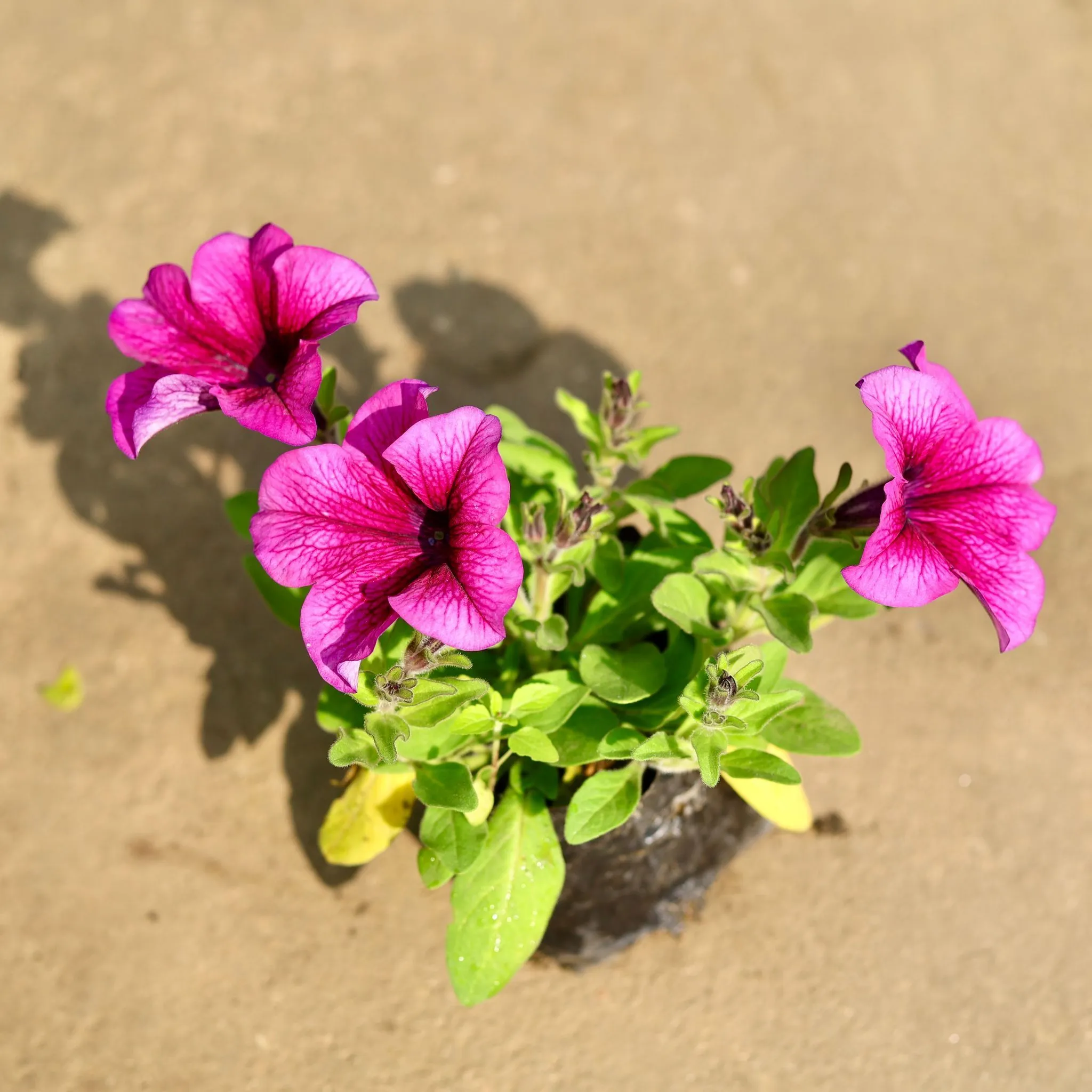 Petunia Any Colour) in 4 Inch Nursery Bag