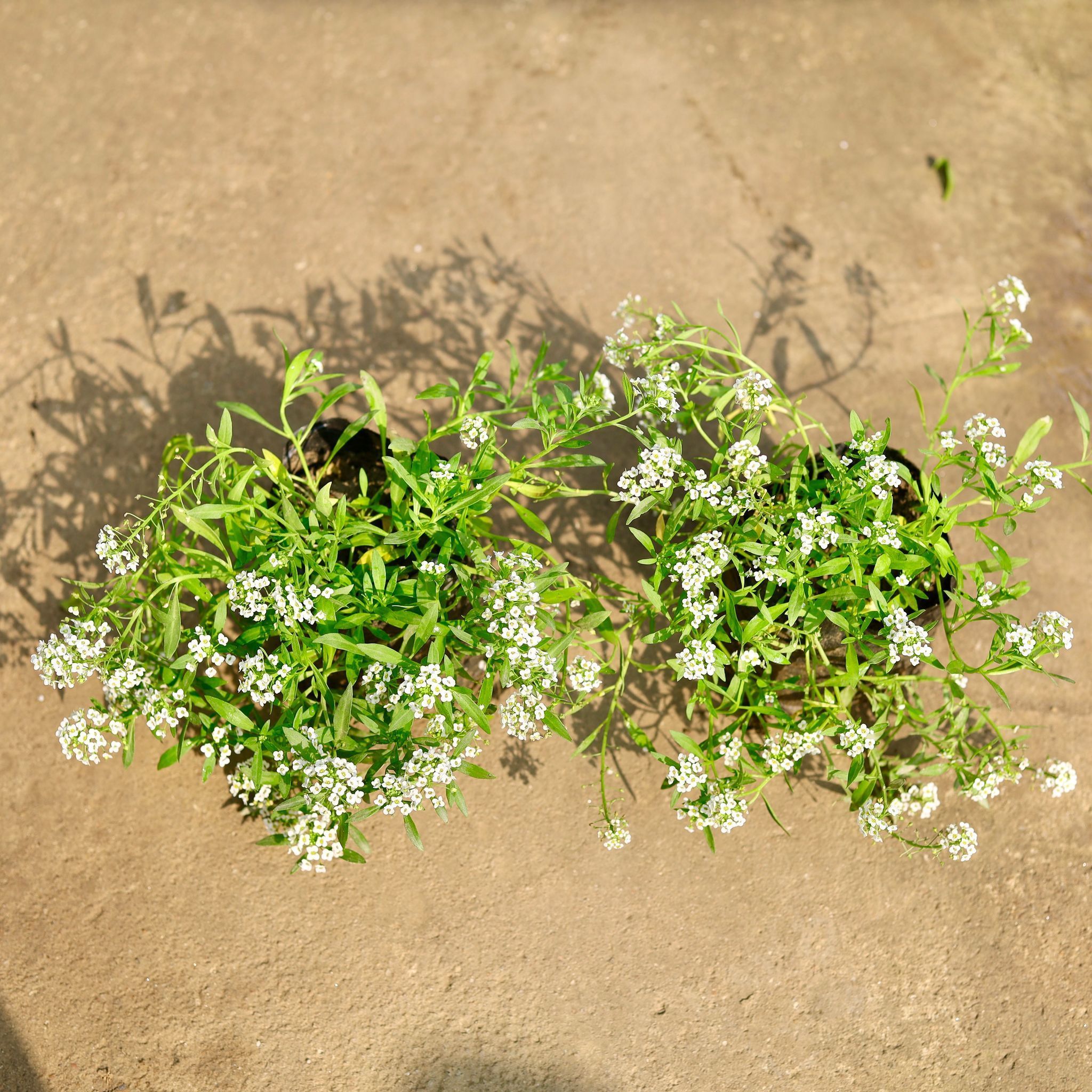 Set of 2 - Alyssum White in 4 Inch Nursery Bag