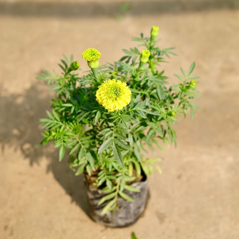 Marigold / Genda Yellow in 4 Inch Nursery Bag