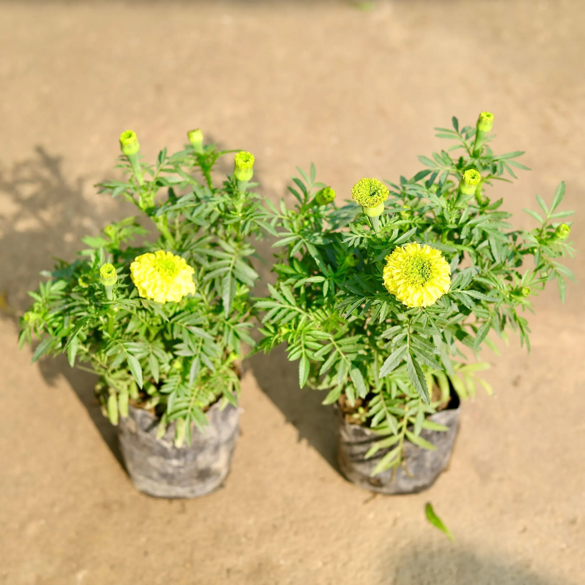 Set of 2 - Marigold / Genda Yellow in 4 Inch Nursery Bag