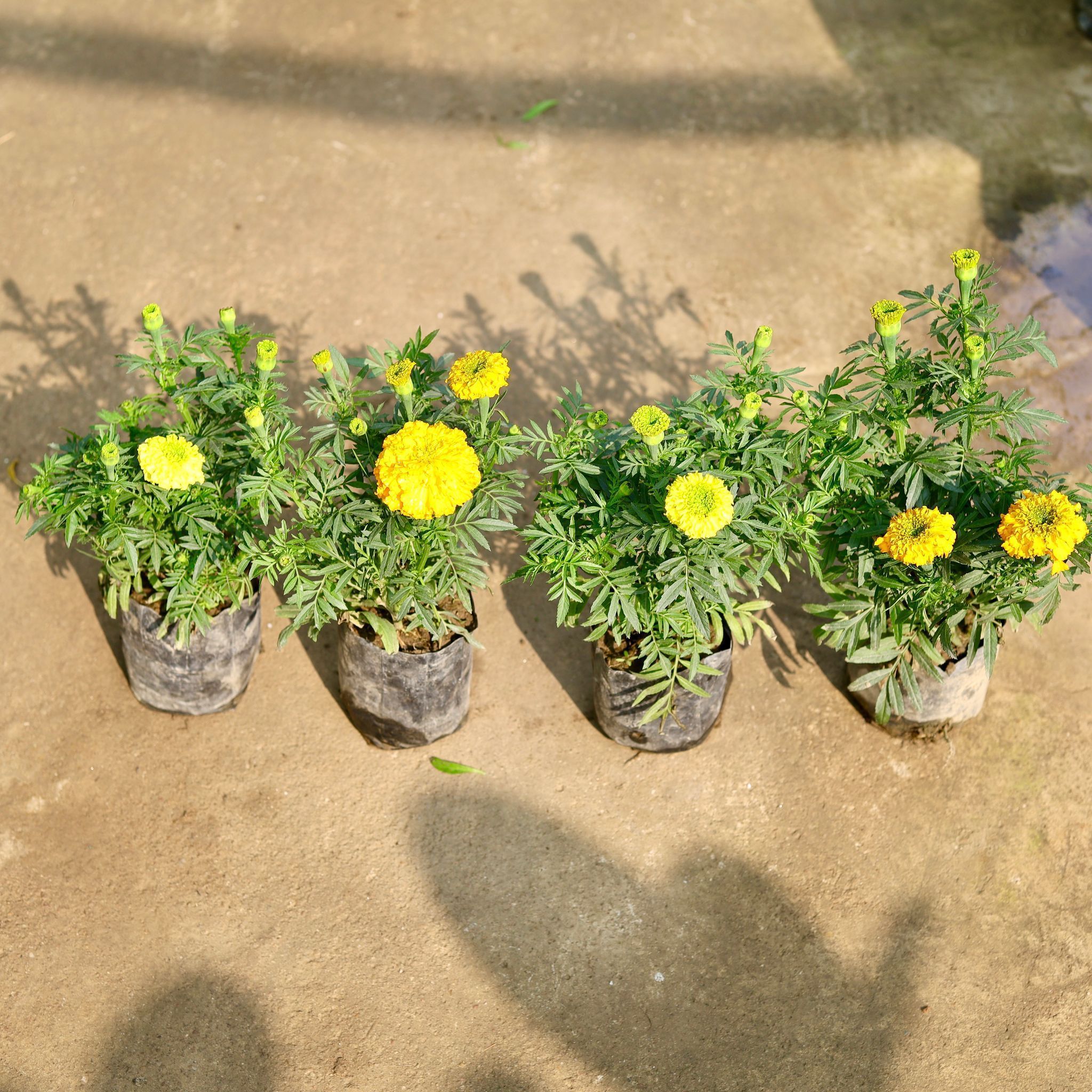 Set of 4 - Marigold / Genda Yellow in 4 Inch Nursery Bag