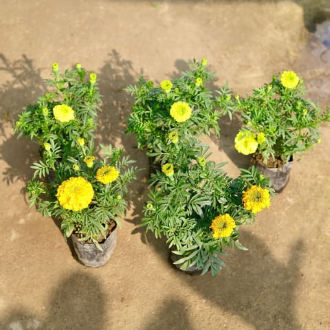 Set of 5 - Marigold / Genda Yellow in 4 Inch Nursery Bag
