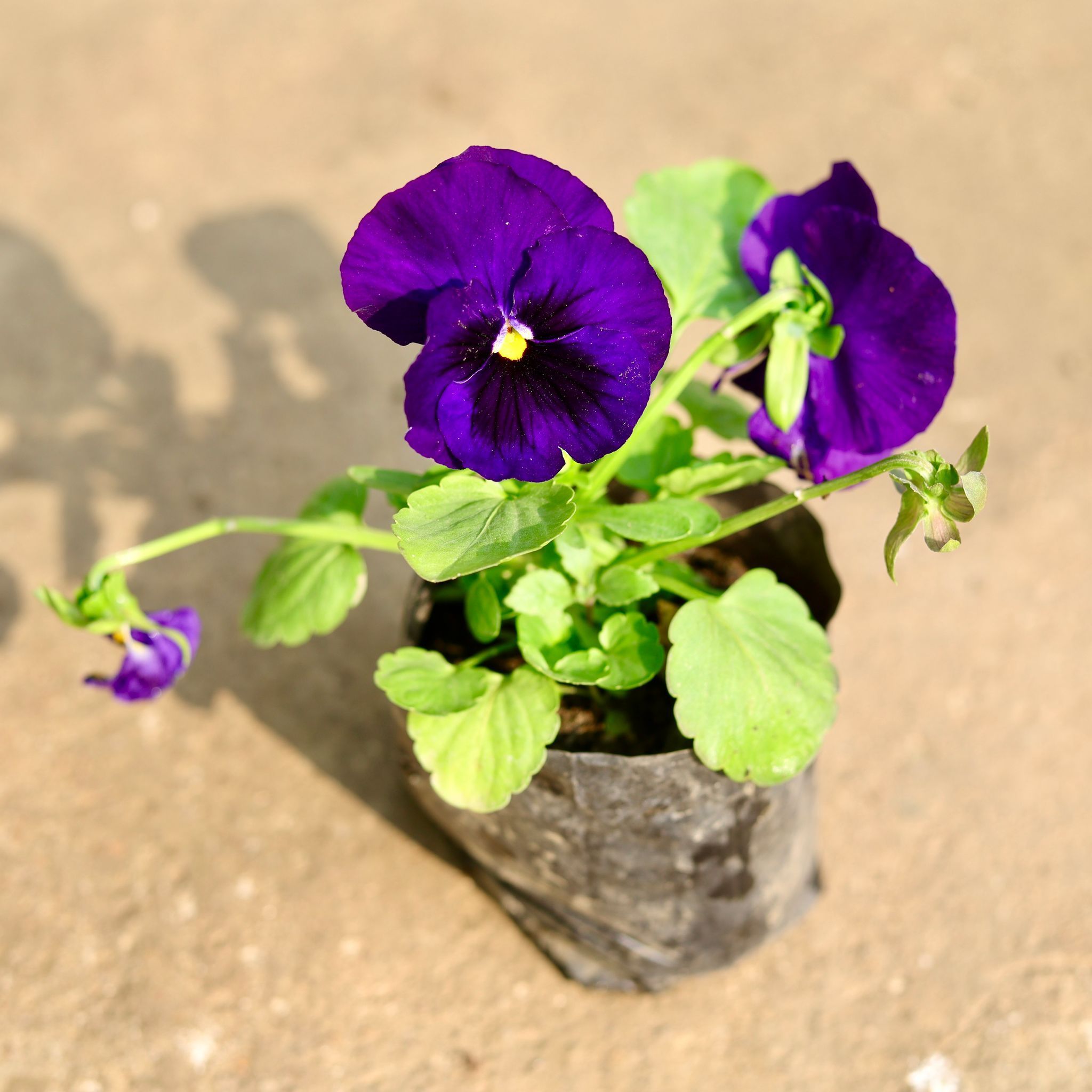 Pansy (any colour) in 4 Inch Nursery Bag