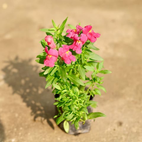 Antirrhinum Majus (Snapdragon) / Dog Flower (any colour) in 4 Inch Nursery Bag