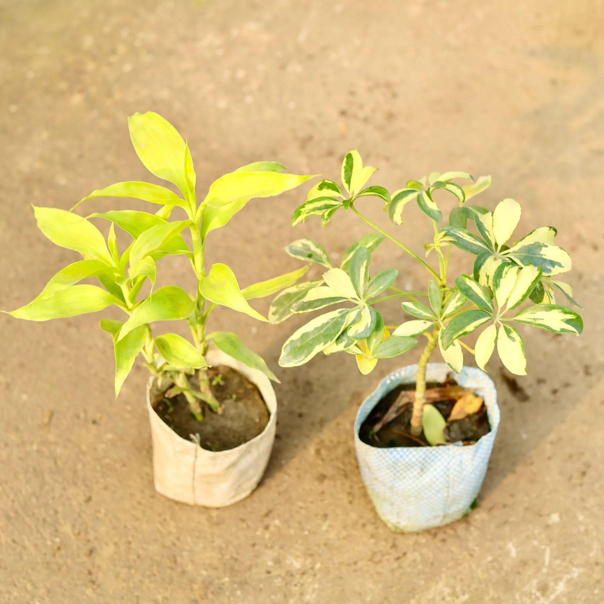 Set of 2 - Lucky Bamboo & Schefflera Variegated in 4 Inch Nursery Bag
