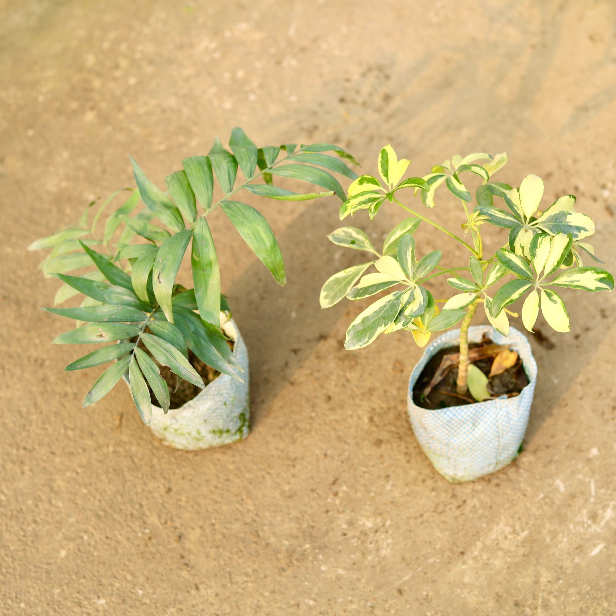 Set of 2 - Chamaedorea Palm & Schefflera Variegated in 4 Inch Nursery Bag