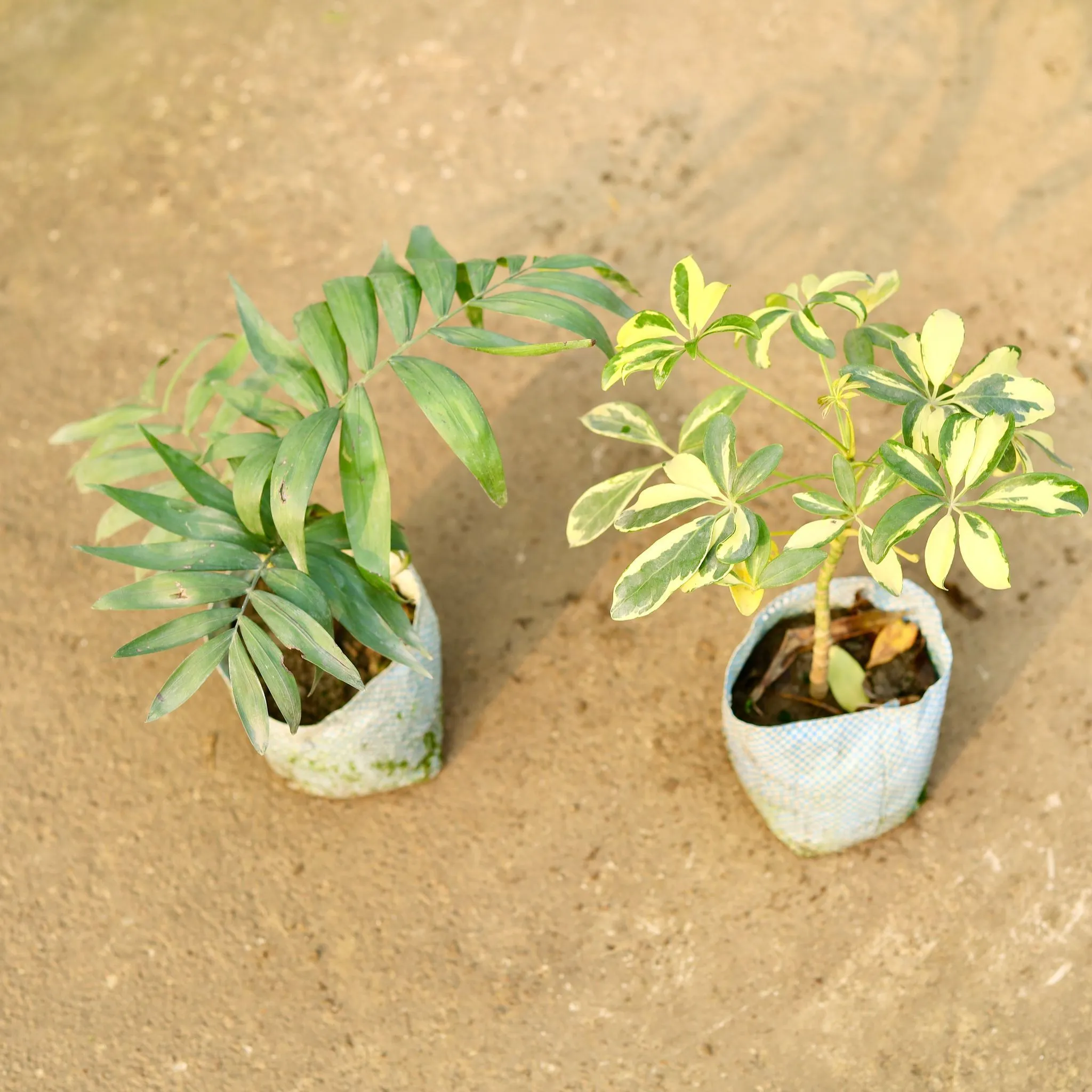 Set of 2 - Chamaedorea Palm & Schefflera Variegated in 4 Inch Nursery Bag