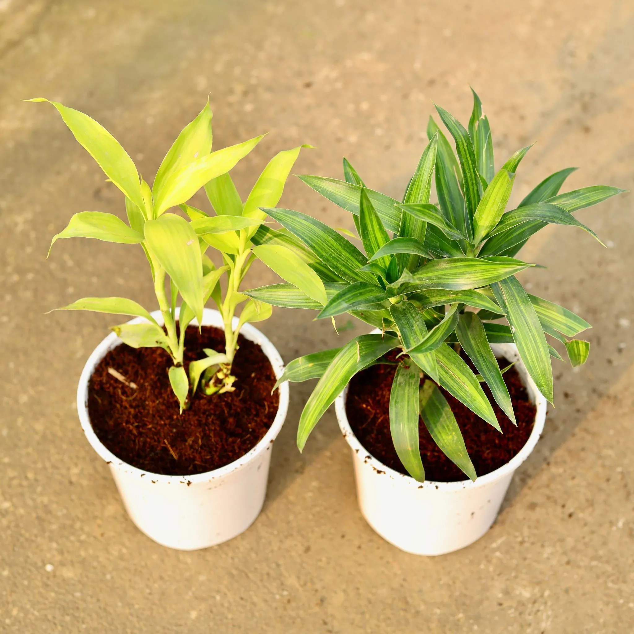 Set of 2 - Lucky Bamboo & Dracaena Messenger in 6 Inch Nursery Pot