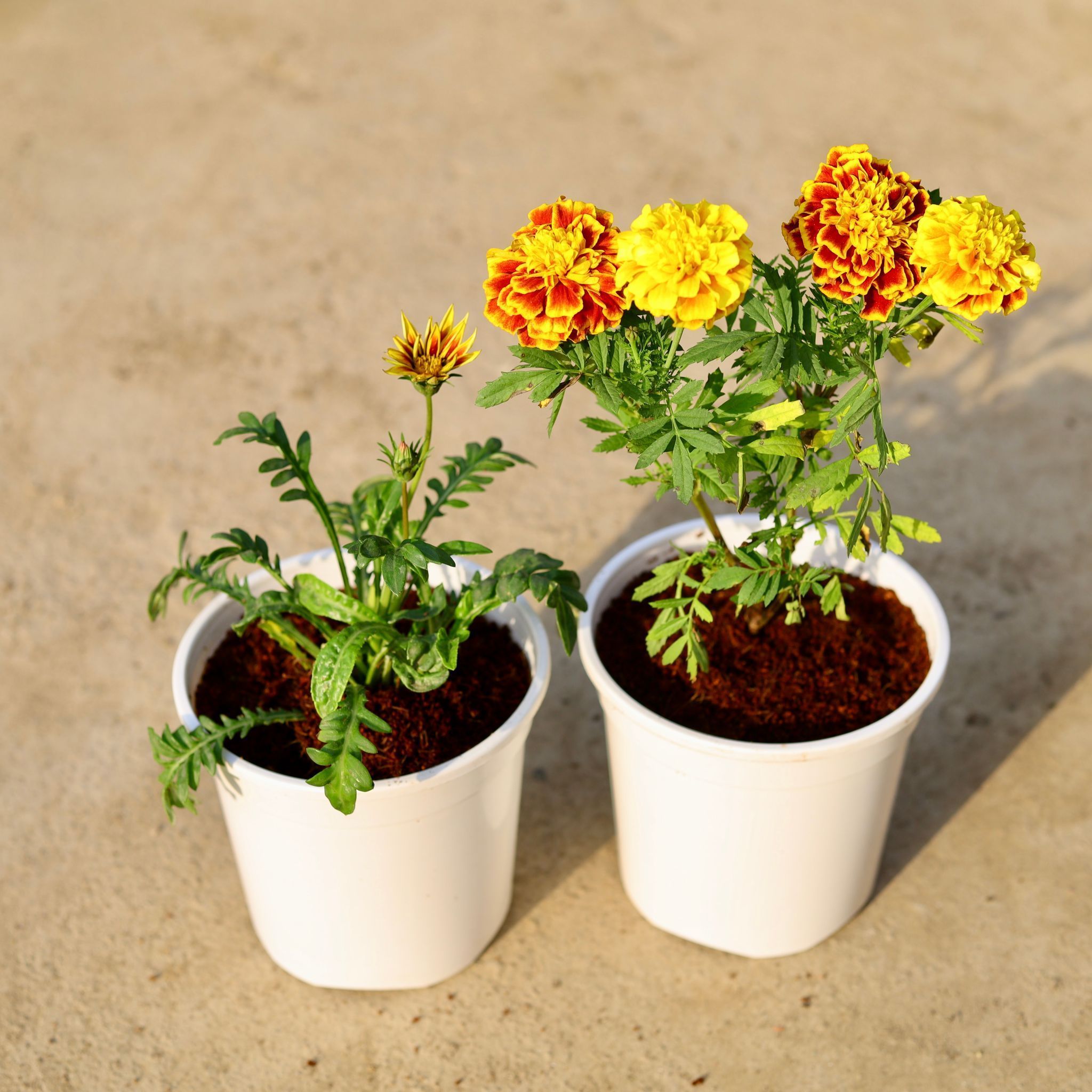 Set of 2 - Gazania & Marigold / Genda (any colour) in 6 Inch White Nursery Pot