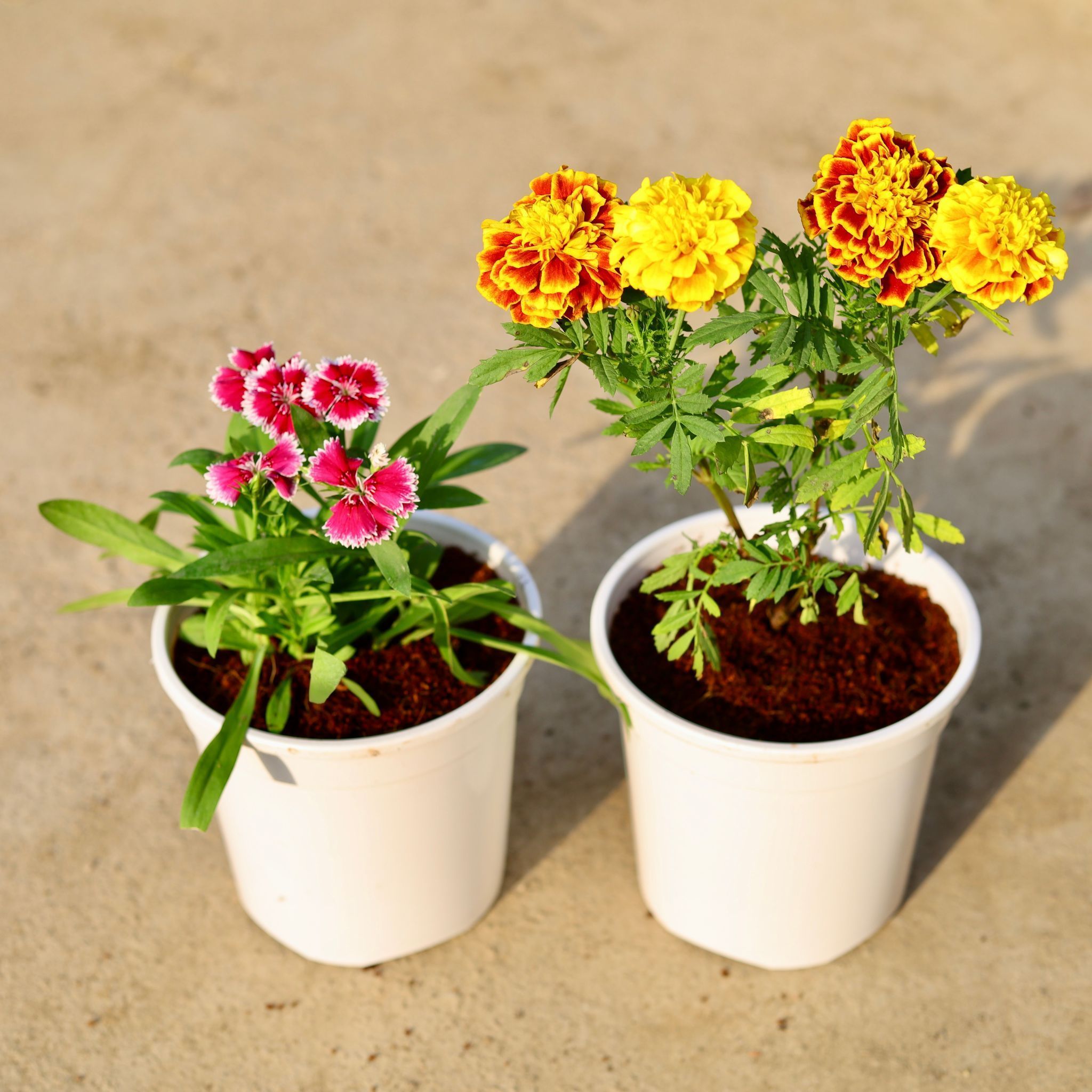 Set of 2 - Dianthus & French Marigold / Genda (any colour) in 6 Inch White Nursery Pot