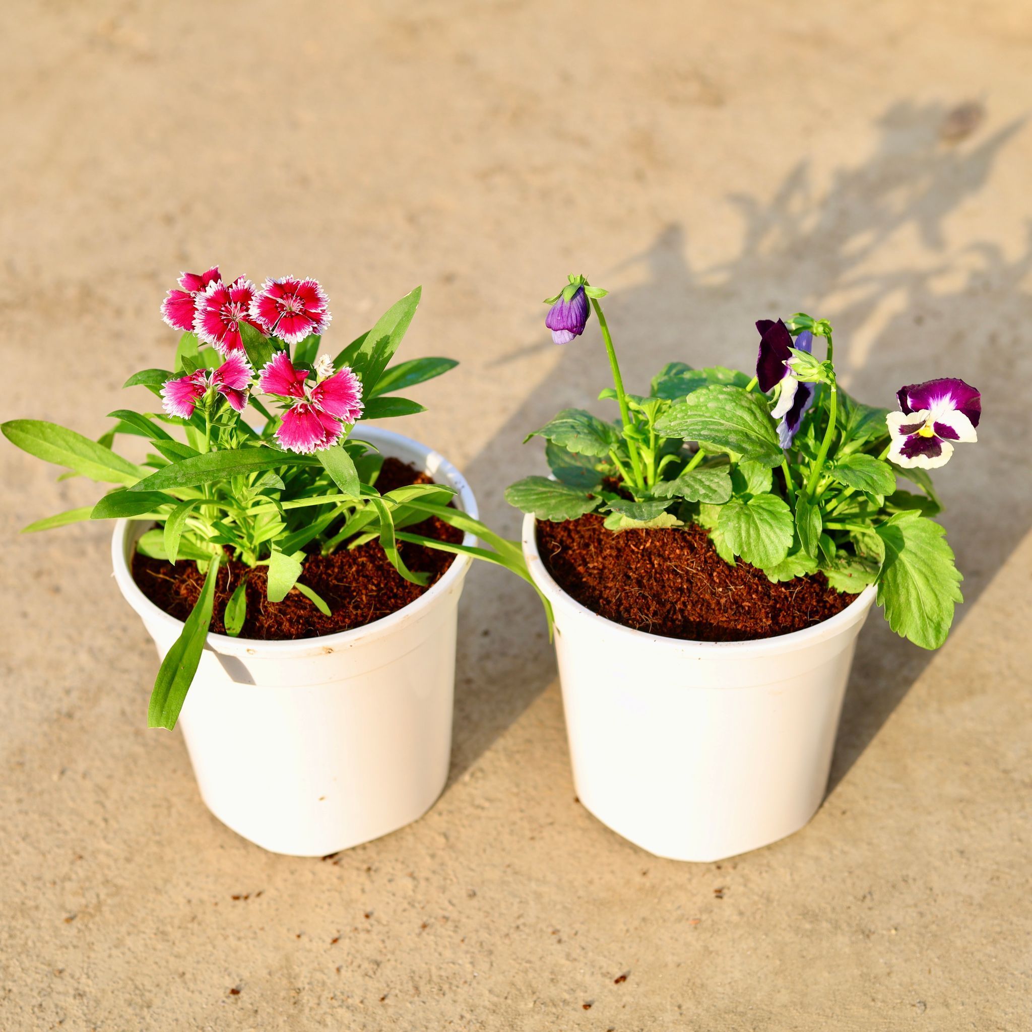 Set of 2 - Dianthus & Pansy (any colour) in 6 Inch White Nursery Pot