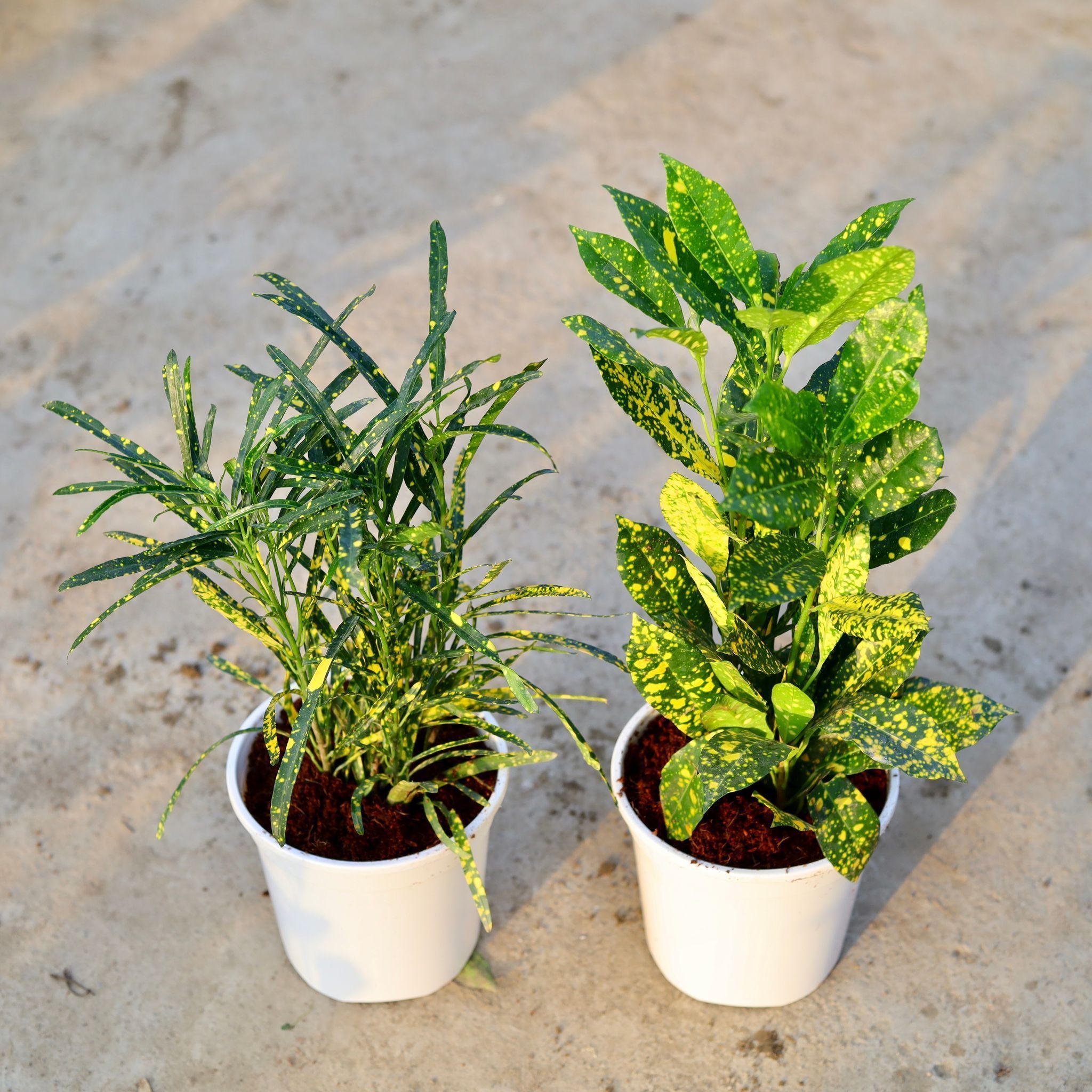Set of 2 - Croton (Baby & Chironji) in 6 Inch White Nursery Pot