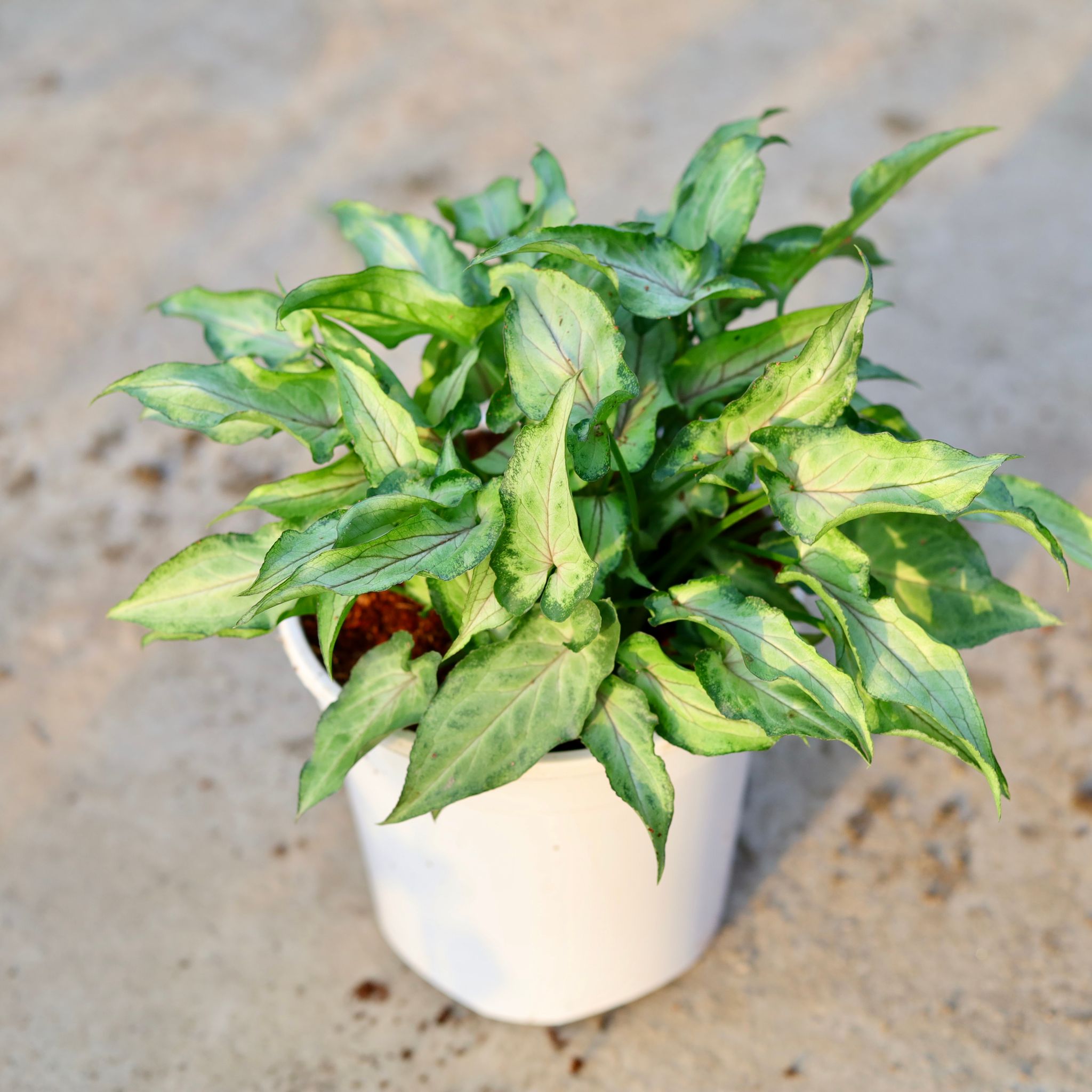 Air Purifying - Syngonium Yami Green in 6 Inch White Nursery Pot