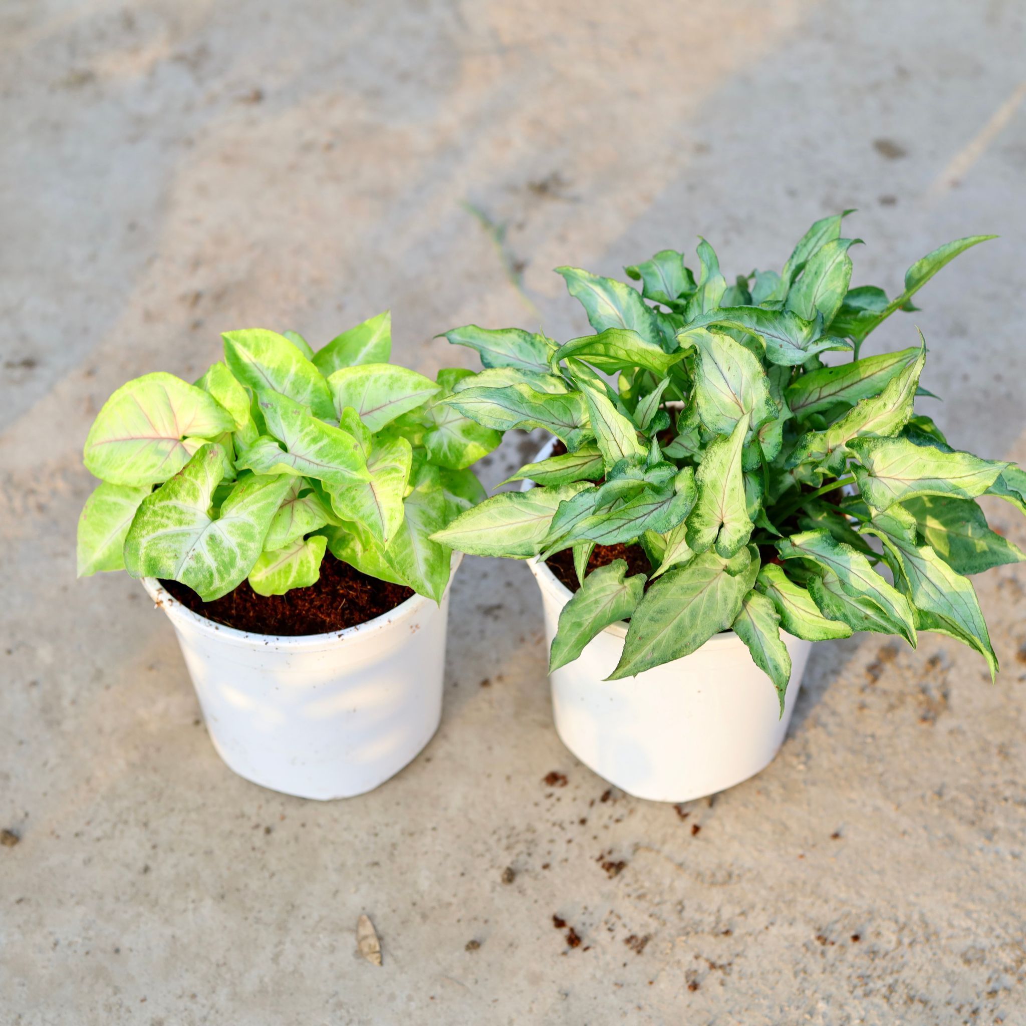 Set of 2 - Syngonium (Golden & Yami Green) in 6 Inch White Nursery Pot