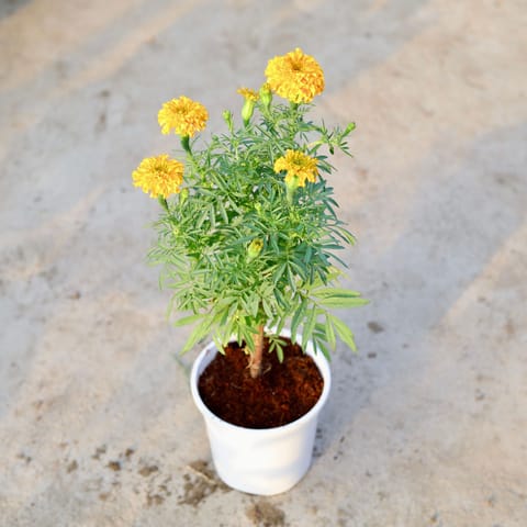 Marigold / Genda (any colour) in 6 Inch White Nursery Pot