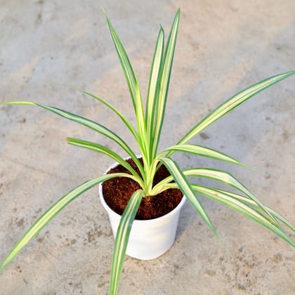 Buy Pandanus / Screw pine in 6 Inch White Nursery Pot Online | Urvann.com