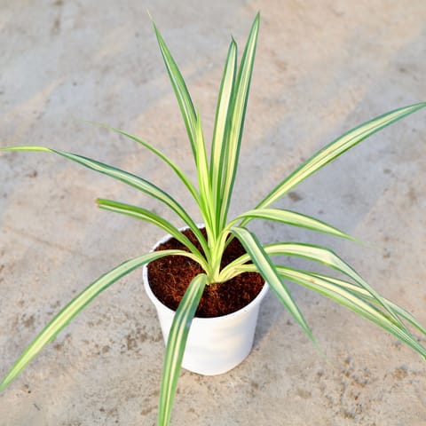 Pandanus / Screwpine in 6 Inch White Nursery Pot